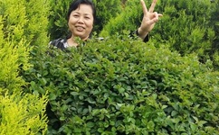 杨幂再演清宫戏